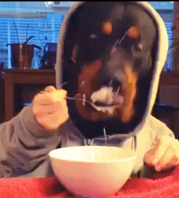 Dog eating food